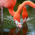 Exploring the Zoos in St. Lucie County, Florida: What You Need to Know