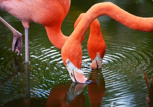 The Evolution of Zoos in St. Lucie County, Florida