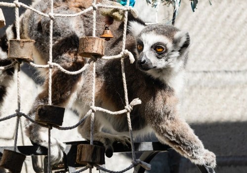 Exploring the Fascinating Zoos in St. Lucie County, Florida